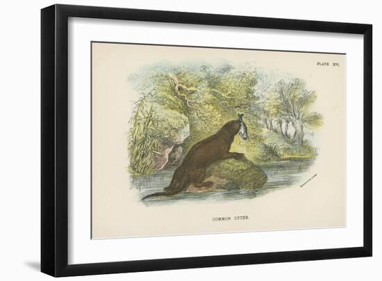 Common Otter-English School-Framed Giclee Print