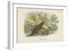 Common Otter-English School-Framed Giclee Print