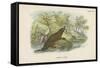 Common Otter-English School-Framed Stretched Canvas