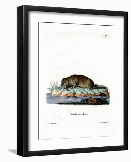 Common Otter-null-Framed Giclee Print