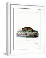 Common Otter-null-Framed Giclee Print