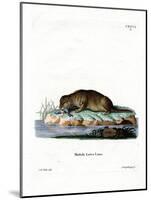 Common Otter-null-Mounted Giclee Print