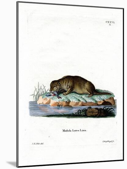 Common Otter-null-Mounted Giclee Print