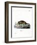 Common Otter-null-Framed Premium Giclee Print