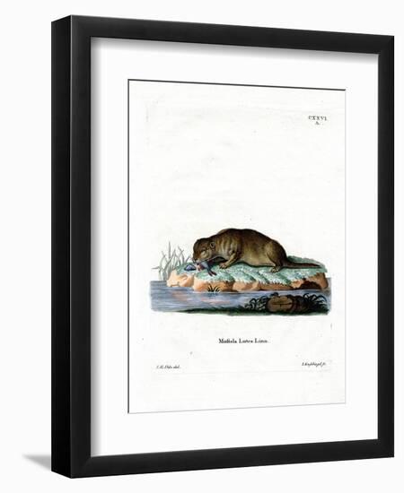 Common Otter-null-Framed Premium Giclee Print