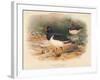 Common Oyster-Catcher (Haematopus ostralegus), 1900, (1900)-Charles Whymper-Framed Giclee Print