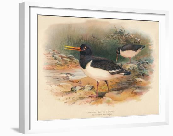 Common Oyster-Catcher (Haematopus ostralegus), 1900, (1900)-Charles Whymper-Framed Giclee Print