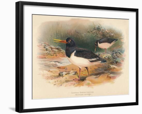 Common Oyster-Catcher (Haematopus ostralegus), 1900, (1900)-Charles Whymper-Framed Giclee Print