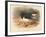 Common Oyster-Catcher (Haematopus ostralegus), 1900, (1900)-Charles Whymper-Framed Giclee Print