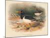 Common Oyster-Catcher (Haematopus ostralegus), 1900, (1900)-Charles Whymper-Mounted Giclee Print