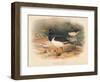 Common Oyster-Catcher (Haematopus ostralegus), 1900, (1900)-Charles Whymper-Framed Giclee Print