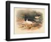 Common Oyster-Catcher (Haematopus ostralegus), 1900, (1900)-Charles Whymper-Framed Giclee Print