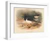 Common Oyster-Catcher (Haematopus ostralegus), 1900, (1900)-Charles Whymper-Framed Giclee Print