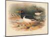 Common Oyster-Catcher (Haematopus ostralegus), 1900, (1900)-Charles Whymper-Mounted Giclee Print