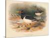 Common Oyster-Catcher (Haematopus ostralegus), 1900, (1900)-Charles Whymper-Stretched Canvas