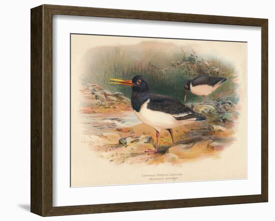 Common Oyster-Catcher (Haematopus ostralegus), 1900, (1900)-Charles Whymper-Framed Giclee Print