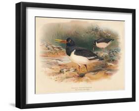 Common Oyster-Catcher (Haematopus ostralegus), 1900, (1900)-Charles Whymper-Framed Giclee Print