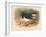 Common Oyster-Catcher (Haematopus ostralegus), 1900, (1900)-Charles Whymper-Framed Giclee Print