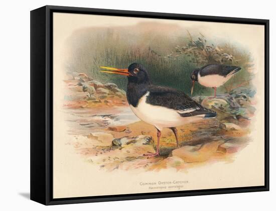Common Oyster-Catcher (Haematopus ostralegus), 1900, (1900)-Charles Whymper-Framed Stretched Canvas