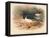 Common Oyster-Catcher (Haematopus ostralegus), 1900, (1900)-Charles Whymper-Framed Stretched Canvas