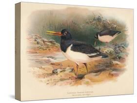 Common Oyster-Catcher (Haematopus ostralegus), 1900, (1900)-Charles Whymper-Stretched Canvas