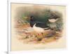 Common Oyster-Catcher (Haematopus ostralegus), 1900, (1900)-Charles Whymper-Framed Giclee Print