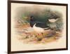 Common Oyster-Catcher (Haematopus ostralegus), 1900, (1900)-Charles Whymper-Framed Giclee Print