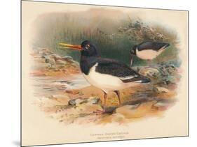 Common Oyster-Catcher (Haematopus ostralegus), 1900, (1900)-Charles Whymper-Mounted Giclee Print