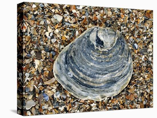 Common Oyster Shell on Beach, Normandy, France-Philippe Clement-Stretched Canvas