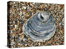 Common Oyster Shell on Beach, Normandy, France-Philippe Clement-Stretched Canvas