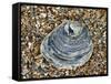 Common Oyster Shell on Beach, Normandy, France-Philippe Clement-Framed Stretched Canvas