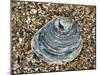 Common Oyster Shell on Beach, Normandy, France-Philippe Clement-Mounted Premium Photographic Print