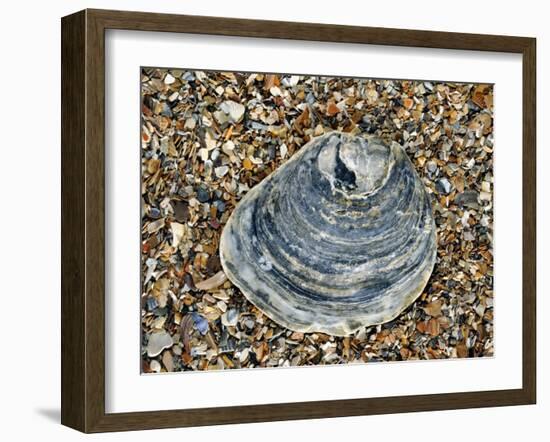 Common Oyster Shell on Beach, Normandy, France-Philippe Clement-Framed Photographic Print