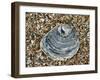 Common Oyster Shell on Beach, Normandy, France-Philippe Clement-Framed Photographic Print