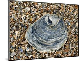 Common Oyster Shell on Beach, Normandy, France-Philippe Clement-Mounted Photographic Print