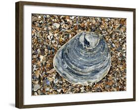 Common Oyster Shell on Beach, Normandy, France-Philippe Clement-Framed Photographic Print