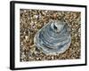 Common Oyster Shell on Beach, Normandy, France-Philippe Clement-Framed Photographic Print