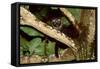 Common Palm Civet in Tree-null-Framed Stretched Canvas