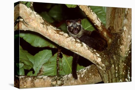 Common Palm Civet in Tree-null-Stretched Canvas