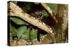 Common Palm Civet in Tree-null-Stretched Canvas