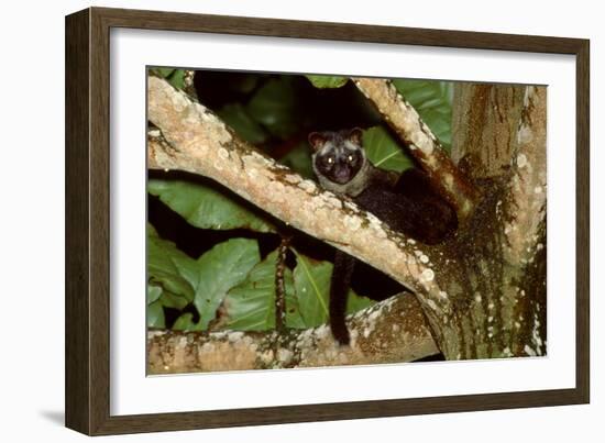 Common Palm Civet in Tree-null-Framed Photographic Print