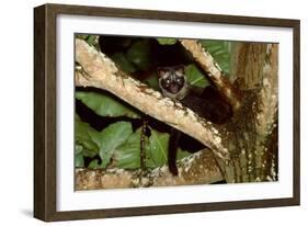 Common Palm Civet in Tree-null-Framed Photographic Print