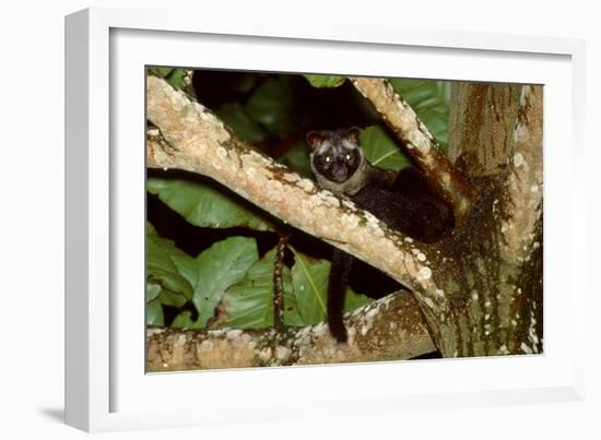 Common Palm Civet in Tree-null-Framed Photographic Print