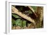 Common Palm Civet in Tree-null-Framed Photographic Print