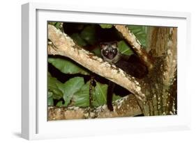 Common Palm Civet in Tree-null-Framed Photographic Print