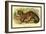 Common Palm Civet-Sir William Jardine-Framed Art Print