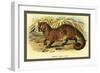 Common Palm Civet-Sir William Jardine-Framed Art Print