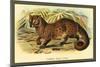 Common Palm Civet-Sir William Jardine-Mounted Art Print