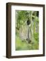 Common Pasque Flower, Pulsatella Vulgaris, Buds, Close-Up-Andreas Keil-Framed Photographic Print