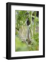 Common Pasque Flower, Pulsatella Vulgaris, Buds, Close-Up-Andreas Keil-Framed Photographic Print